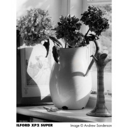 Ilford XP2 Super 35mm B&W Film [36 Exp]